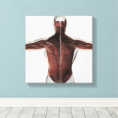 Toile Anatomie Musculaire Masculine Du Dos Humain 2 (Insitu (Plancher de Bois))