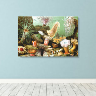Toile Anémones de mer Vie marine, Animaux marins vintage