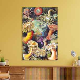 Toile Anémones de mer vintage par Ernst Haeckel