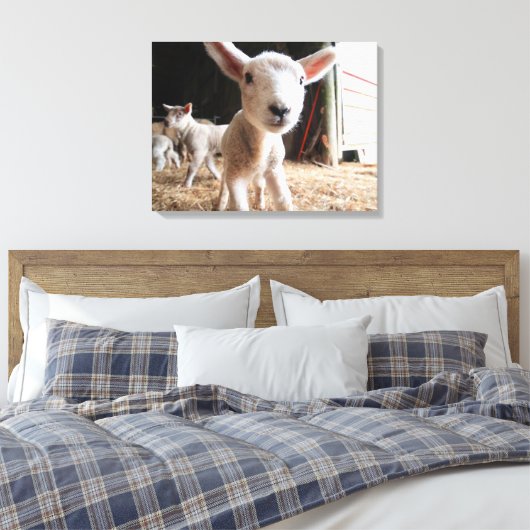 Toile Animaux de bébés cutest | Agneau mignon dans une f (Insitu(Chambre))