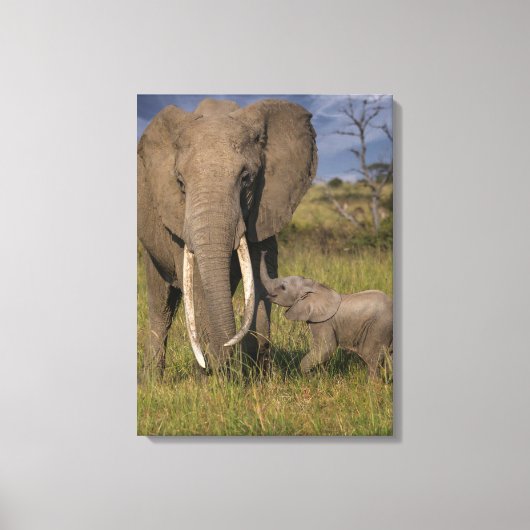 Toile Animaux de bébés cutest | Amama Elephant Avec Bébé (Recto)