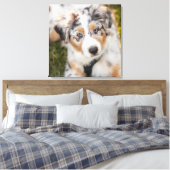 Toile Animaux de bébés cutest | Australian Shepherd Pupp (Insitu(Chambre))