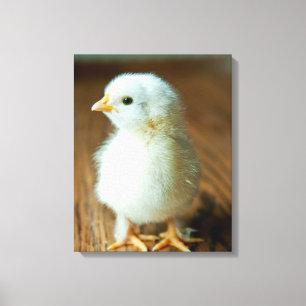 Toile Animaux de bébés cutest   Baby Chick