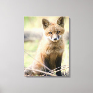 Toile Animaux de bébés cutest Baby Fox