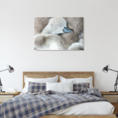 Toile Animaux de bébés cutest | Bébé Mute Swan (Insitu(Chambre))