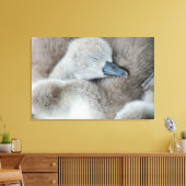 Toile Animaux de bébés cutest | Bébé Mute Swan (Insitu(Salon))