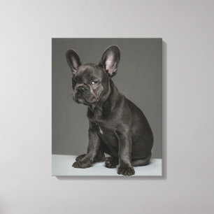Toile Animaux de bébés cutest Blue French Bulldog Pupp