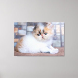 Toile Animaux de bébés cutest Calico Persian Kitten