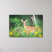 Toile Animaux de bébés cutest | Cerf à queue blanche dan (Recto)