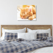 Toile Animaux de bébés cutest | Chat de gingembre dorman (Insitu(Chambre))