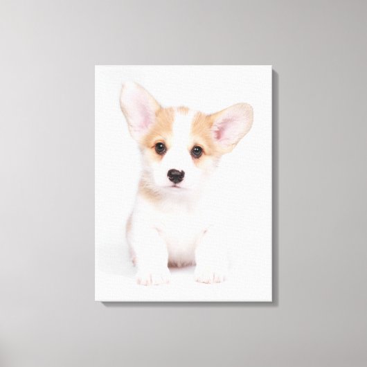 Toile Animaux de bébés cutest | Chiot de Corgi blanc (Recto)
