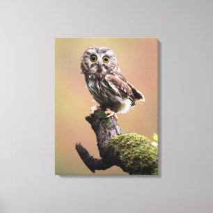 Toile Animaux de bébés cutest   Chouette blanche de la s