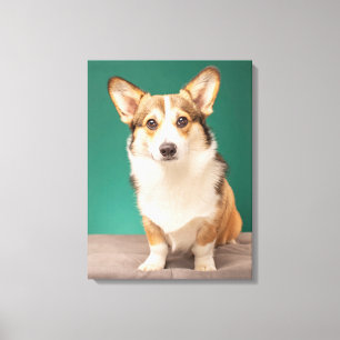 Toile Animaux de bébés cutest   Corgi sur Turquoise