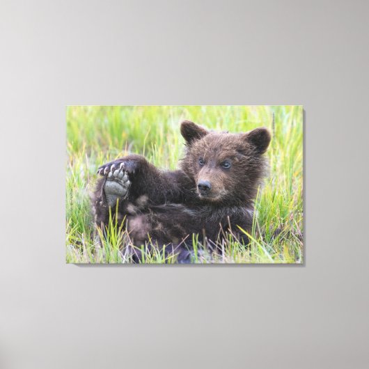Toile Animaux de bébés cutest | Cute Brown Bear Cub Joue (Recto)