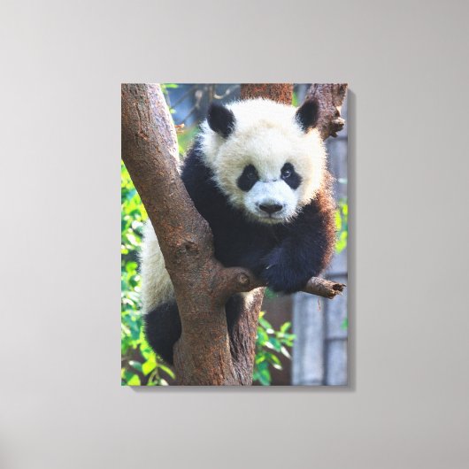 Toile Animaux de bébés cutest | Géant Panda Cub (Recto)