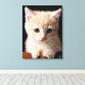 Toile Animaux de bébés cutest | Ginger Kitten (Insitu (Plancher de Bois))