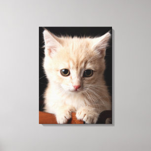 Toile Animaux de bébés cutest Ginger Kitten
