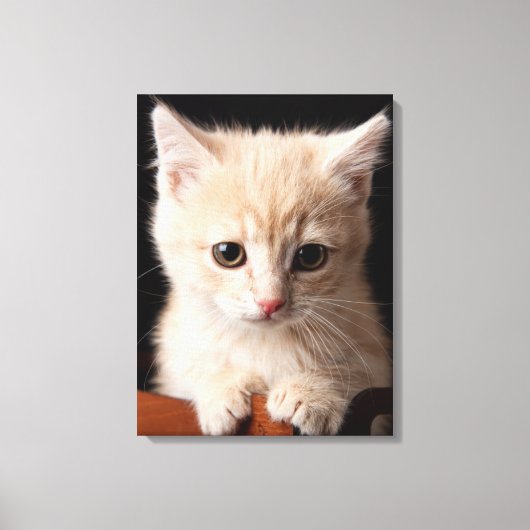 Toile Animaux de bébés cutest | Ginger Kitten (Recto)