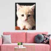 Toile Animaux de bébés cutest | Ginger Kitten (Insitu(Salon))