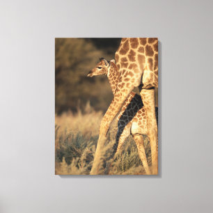 Toile Animaux de bébés cutest Girafe bébé et parent