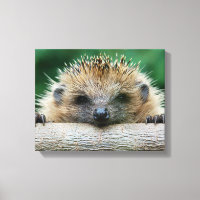 Animaux de bébés cutest | Hedgehog Smile