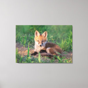 Toile Animaux de bébés cutest   Kit Red Fox Relaxant