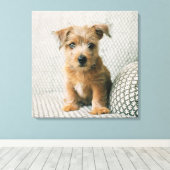 Toile Animaux de bébés cutest | Norfolk Terrier Puppy (Insitu (Plancher de Bois))