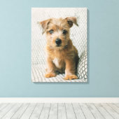 Toile Animaux de bébés cutest | Norfolk Terrier Puppy (Insitu (Plancher de Bois))