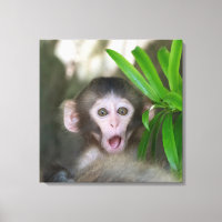 Animaux de bébés cutest | Singe des neiges surpris