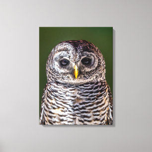 Toile Animaux de bébés cutest Tawny Owl