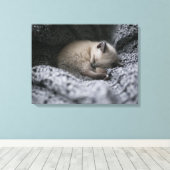 Toile Animaux de bébés cutest | Tiny Kitten Dormir (Insitu (Plancher de Bois))