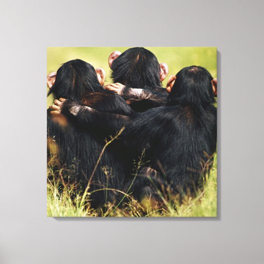 Toile Animaux de bébés cutest | Trois chimpanzés en trai (Recto)