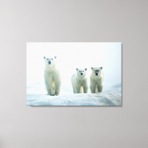 Toile Animaux de bébés cutest Trois jeunes ours polair