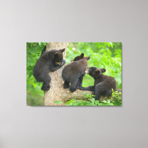 Toile Animaux de bébés cutest Trois jeunes petits ours