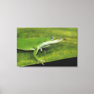 Toile Anolis vert, Anolis carolinensis, adulte sur un pa