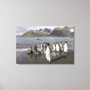 Toile Antarctique, île de Géorgie du Sud (Royaume-Uni),