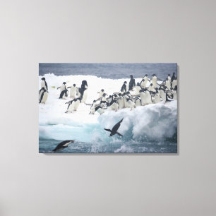 Toile Antarctique, île Paulet. Pingouins d'Adelie