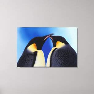Toile Antarctique, Manchots empereurs