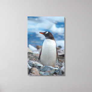 Toile Antarctique. Port Neko. Manchot papou