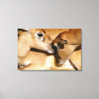 Antelope africaine et faon