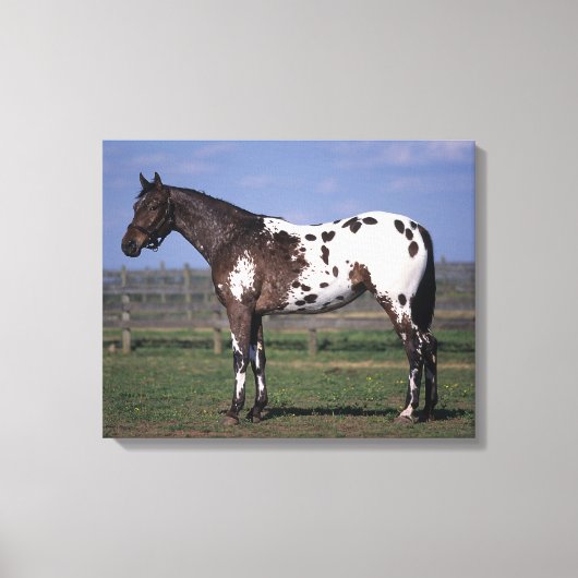 Toile Appaloosa Cheval debout (Recto)