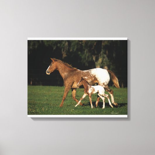 Toile Appaloosa Mare Et Foie (Recto)