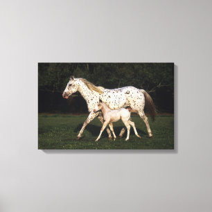 Toile Appaloosa Mare et Foie en champ