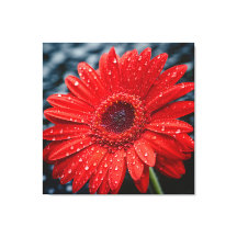 Après la pluie Gerbera Daisy Peinture réaliste