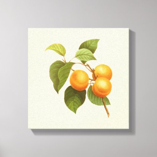 Toile Apricots orange vintage (Recto)