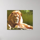 Toile Aquarelle Lion de Zoo (Recto)