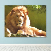 Toile Aquarelle Lion de Zoo (Insitu (Plancher de Bois))