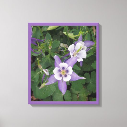 Toile Aquilegia violet - Columbine Flower Wrapped Canvas (Recto)