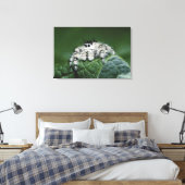 Toile Araignée sauteuse Metaphid (Insitu(Chambre))