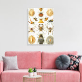 Toile Araignées ou arachnides vintages par Ernst Haeckel (Insitu(Salon))